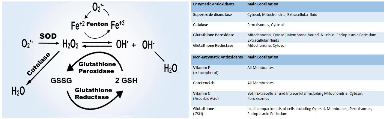 Figure 2: Neutralization of free radicals by major enzymatic and non-enzymatic antioxidants.