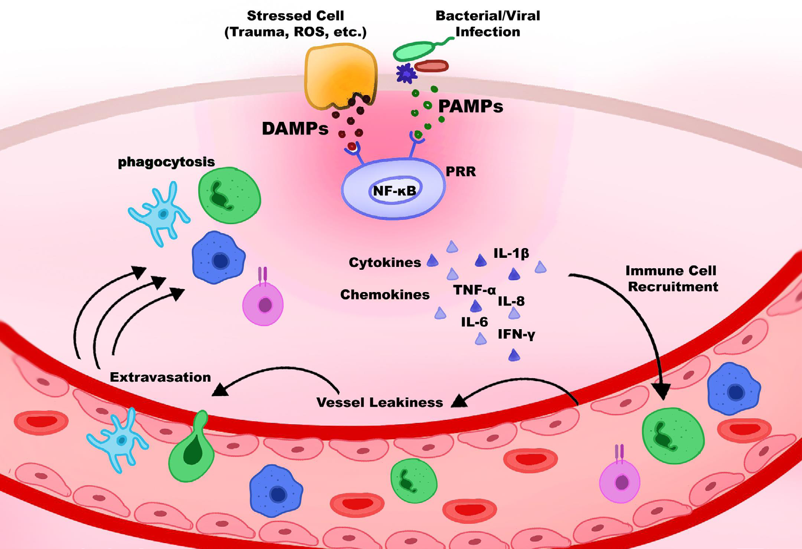 Figure 4: Inflammatory response.