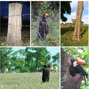 Figure 2: Photographic records showing external aspects of structures containing cavities that were used by the Toco Toucan (Ramphastos toco) for nesting in the Brazilian Cerrado: (a) a modified tree trunk in a pasture; (b) a dead and short palm tree in a recovering area; (c) an alive tree with a lateral entrance at the ground level in a pasture; (d) a short and dead palm tree in a pasture; (e) an alive angico tree in urban environment. Photo authors: Taís Pires (a), Fábio Freire Diniz (b), Marco de Barros Costacurta (c), Luis Eduardo Junqueira Maluf (d), Wagner de Araújo Batista (e).