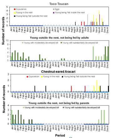 Figure 3: Seasonal distribution of records involving documented evidence of breeding activities of the Toco Toucan (Ramphastos toco) and the Chestnut-eared Aracari (Pteroglossus castanotis) in the Brazilian Cerrado, and obtained by citizens between 2008 and 2020. Data was gathered in the WikiAves database in December 2020. Arabic numerals after each month represent three periods–(I): days 1–10, (II): days 11–20, (III): days 21–31 of each month.