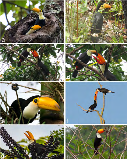 Figure 4: Records of young Toco Toucan (Ramphastos toco) obtained by citizens in the Brazilian Cerrado: (a) young with moderately developed bills in the entrance of a tree hollow; (b) young with a moderately developed bill on the ground of a forested area; (c) young with a moderately developed bill being fed by an adult with fruits outside the nest; (d) a fruit falling (yellow arrow) after an unsuccessful feeding attempt; (e) young with a substantially developed bill perched on a palm tree; (f) young with a substantially developed bill being fed by an adult; (g) young with a substantially developed bill eating a fruit; (h) an older young with a substantially developed bill. Photo authors: Moacir dos Santos (a), Geraldo Costa (b), Leonardo Mosqueira (c, d), Daniel Faria (e), Saulo Gomes (f), André Siade (g), Bruno Duarte (h).