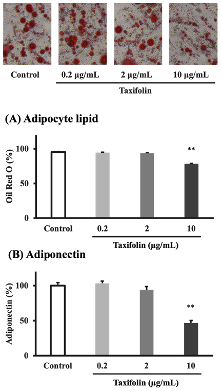 Figure 2: Lipids’ concentration in adipocytes and adiponectin in the medium measured on day 16 as differentiation markers are also shown in Figures 2A and 2B, respectively. In the 0.2 and 2 µg/mL taxifolin-treated groups, mature adipocytes were predominantly observed over immature cells, as in the control group. Conversely, in the 10 µg/mL taxifolin- treated group, immature cells were predominantly observed over mature adipocytes. Concentrations of both Oil Red O-stained adipocyte lipids and the medium adiponectin were significantly decreased by treating with taxifolin (10 µg/mL) for 16 d compared to controls.