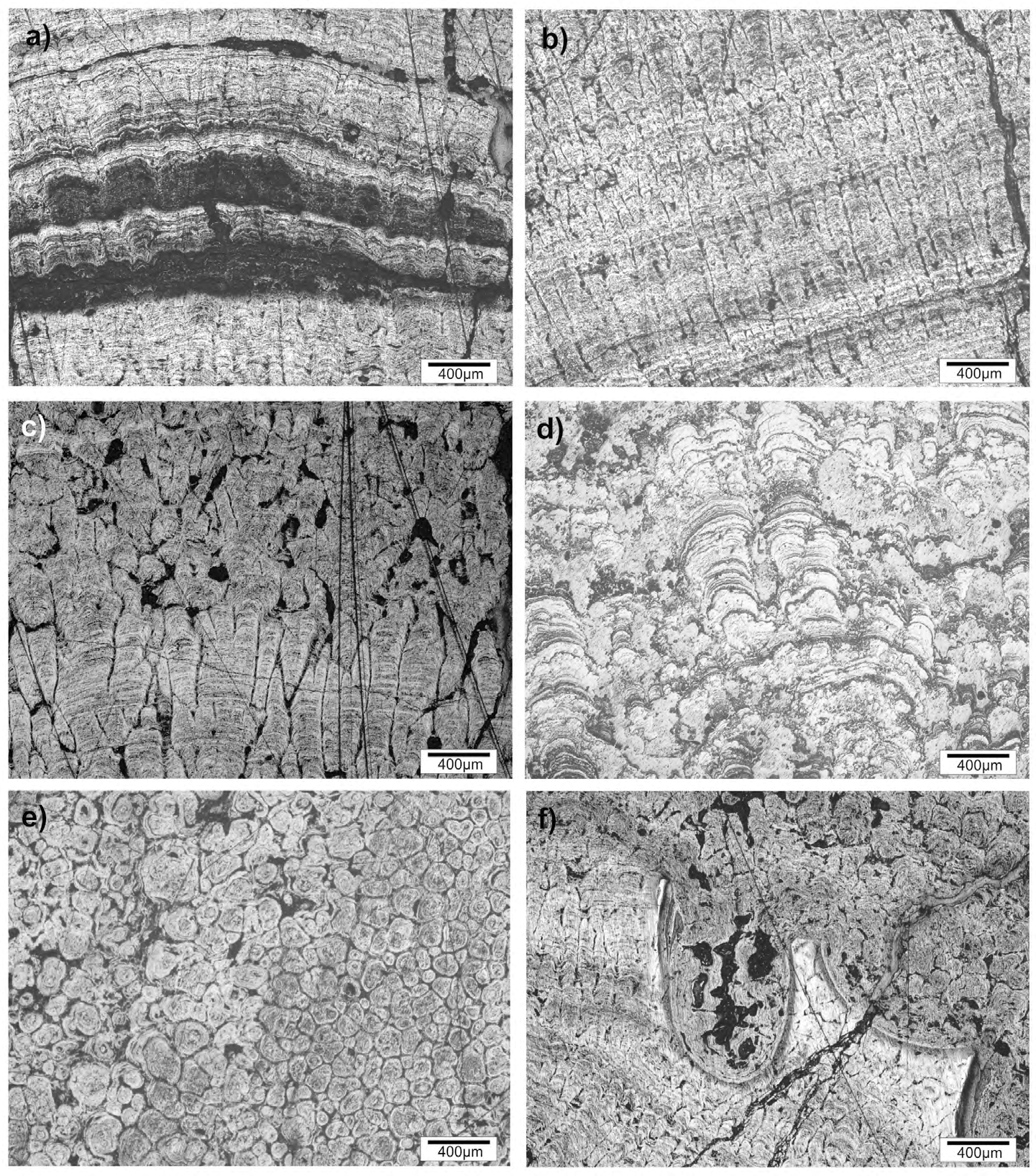 Figure 4: Photomicrographs of the optical microscopy showing the main sedimentary structures of ferromanganese crusts. a) wavy-layered structures marked by undulation nd intercalation of dark and light layers; b) parallel columns; c) branching columns and random structures; d) botryoidal structures with biofilms; e) micro-nodules or oolites structures; f) unconformity between two depositional cycles.