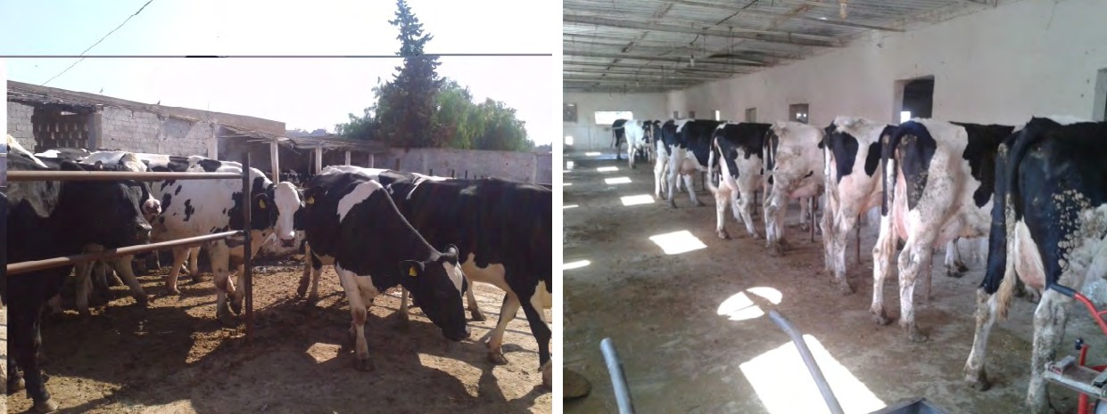 Figure 2: Typical dairy farm in Remchi.