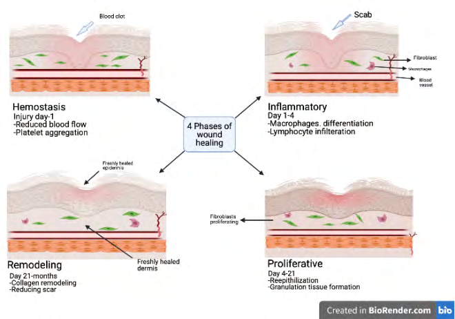 Figure 1: How to heal wounds.