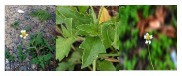 Figure 2: The whole Tridax daisy plant.