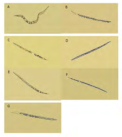 Figure 1: Comparation between the effect of LAB and artificial organic acids, separated as well as their mixture, on J2s of M. incognita as followed: A: Untreated control, B: LAB C: Lactic acid, D: Succinic acid E: Acetic acid, F: Malic acid, and G: Acids mixture.