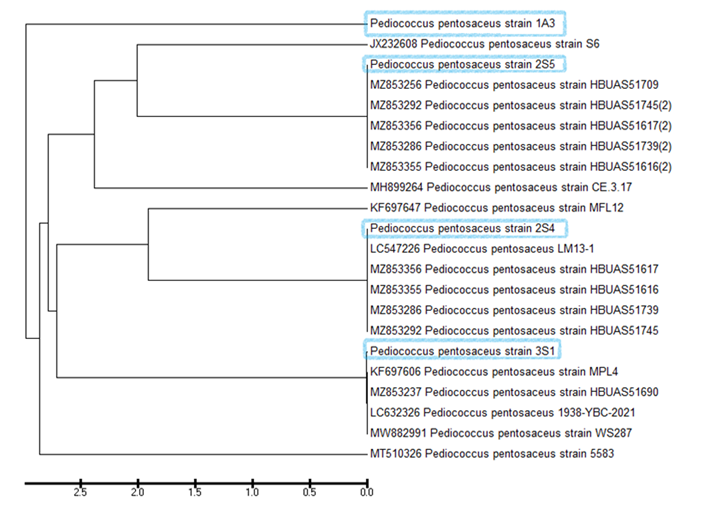 Figure 2: Phylogenic tree based on the16S rDNA gene sequences and relationship among the four accession numbers of identified strains (blue squared) and the top homologous on the NCBI data base.