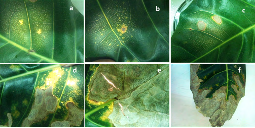 Figure 1: Anthracnose disease on Barringtonia edulis showing disease developmental stages characterised by angular- asymmetrical discolorations (yellowing), which are mainly found in the older leaves. a)	 Discolorations then advanced to irregular-subcircular leaf spots, which also are visible on the underside. b)	 Necrosis increased in size becoming sunken, ulcer-like large spots, which are characteristic of anthracnose disease. c)	 Individual spots confluent, forming large irregular-bordered patches. d)	 Advanced stages of the infection with zonated imprints of anthracnose and; e)	 Leaf apex completely affected by anthracnose f) Source: Buyoyu P, et al. [13].