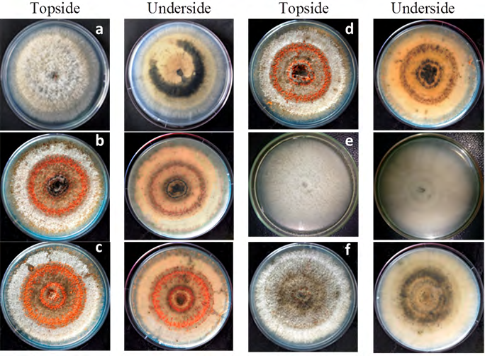 Figure 2: Colony colour characteristics of the fungal isolates associated with leaf anthracnose of Barringtonia edulis after 168 h, (a-f) are the seven isolates.
