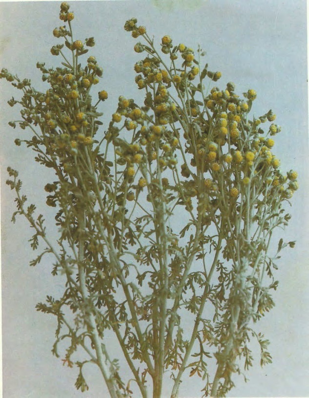 Figure 3: Artemisia pallens (Davana) cultivated in South India essential oil about 10 tons annually produced for export purposes.