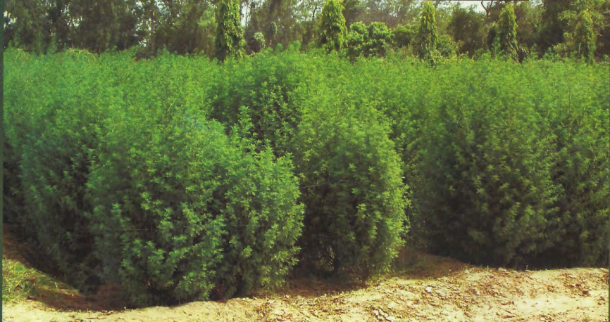 Figure 4: Artemisia annua in the plantation at CIMAP. Introduced and cultivated by CIMAP- to produce anti- malarial drugs. It is a good biomass producing plant (1985- 1986).