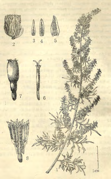 Figure 5: Artemisia filiformilobulata Ling YR and Puri HS.