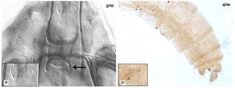 Figure 2: a: Cibarium of a female L. edwardsi specimen, showing a nematode in detail. b: Abdomen with nematodes, spermatheca of L. edwardsi.