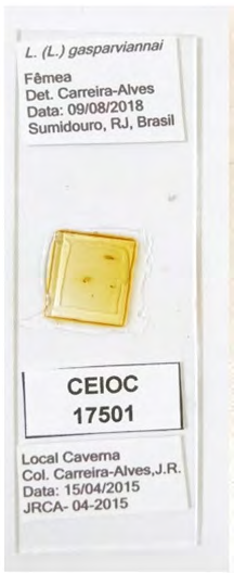 Figure 4: Slide containing L. (L.) gasparviannai, deposited in the Entomological Collection of the Oswaldo Cruz Institute (Coleção Entomológica do Instituto Oswaldo Cruz; CEIOC).