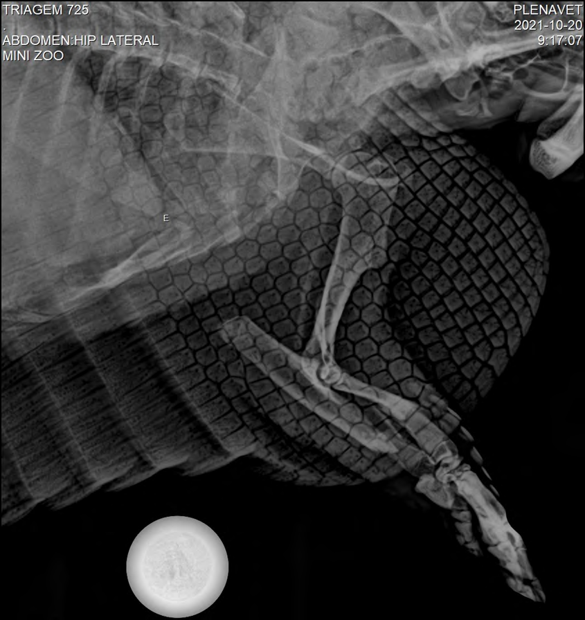 Figure 1: Thoracic limb radiograph of nine-banded armadillo showing complete fractures of radius and ulna (Image by Plenavet Radiologia Móvel).