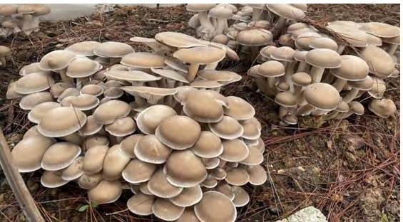 Figure 2: Lyophyllum decastes Deer horn mushroom. Cited in: https://www.first-nature.com/fungi/lyophyllum- decastes.php.