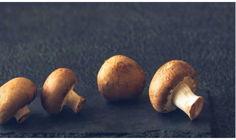 Figure 3: Agaricus bisporus. Cited in:  https://twigscafe. com/27-types-of-gourment-medicinal-mushrooms/.