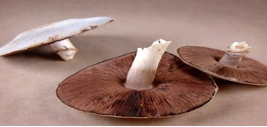 Figure 4: Agaricus campestris. Cited in: https://twigscafe. com/27-types-of-gourment-medicinal-mushrooms/.