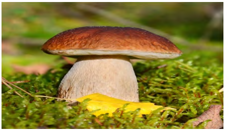 Figure 5: Boletus edulis mushroom. Cited in:  https:// twigscafe.com/27-types-of-gourment-medicinal- mushrooms/.