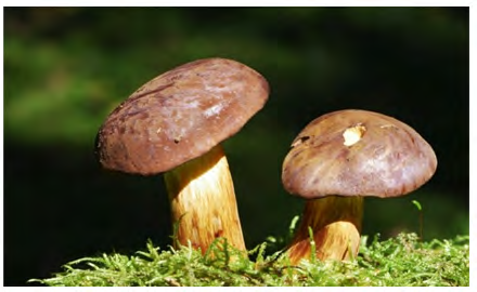 Figure 6: Boletus badius mushroom. Cited in:  https:// twigscafe.com/27-types-of-gourment-medicinal- mushrooms/.