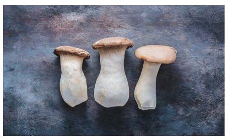 Figure 9: King Oyster mushroom Pleurotus eryngii. Cited in:  https://twigscafe.com/27-types-of-gourment- medicinal-mushrooms/.