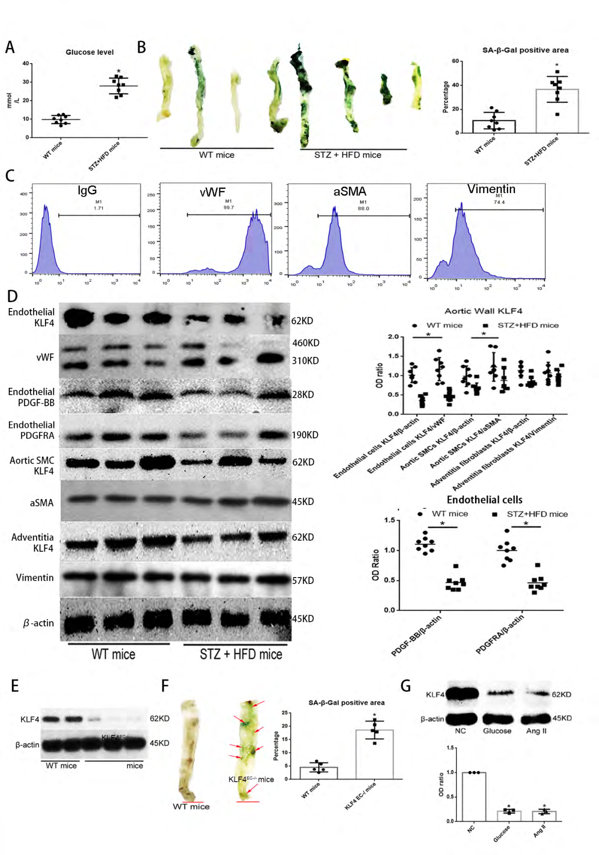 Figure 1: KLF4 inhibits aortic vessel wall senescence: (A) Blood glucose level between WT mice group and STZ induced diabetic mice with HFD (STZ+HFD) mice group. WT, wild type; STZ, streptozocin; HFD, high fat diet. (B) SA-β-gal detection and quantification of aortic vessel walls. STZ+HFD mice were used as pro-senescence models. Green, SA-β-gal positive area; N=8; *p<0.05 versus WT mice. (C) Flow cytometry for purity of samples from different aortic vessel wall structural elements. (D) Western blot analysis and quantification for KLF4 in different aortic wall structural elements, PDGF-BB and PDGFRA in endothelium of aortic vessel walls between WT mice group and STZ+HFD mice group. N=8; *p<0.05 versus WT mice. (E) Western blot analysis for KLF4 in endothelium of aortic vessel walls between WT mice group and KLF4EC-/- mice group. N=5. (F) SA-β-gal detection and quantification of aortic vessel walls between WT mice group and KLF4EC-/- mice group. Green, SA-β- gal positive; N=5; *p<0.05 versus WT mice; Scale bar, 2mm. (G) Western blot analysis and quantification for KLF4 among NC ECs, high glucose- (33mM) or Ang II- (1uM) treated ECs. N=3; *p<0.05 versus NC ECs. ECs, HUVECs; NC, non-specific control; Ang II, angiotensin II; Glu, glucose.