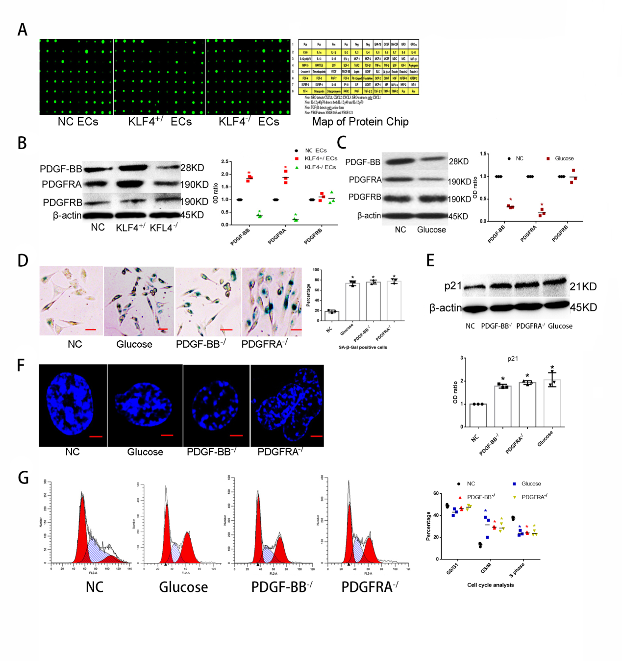 Figure 4: KLF4/PDGF-BB/PDGFRA participates in ECs senescence: (A) Cytokines protein chip analysis in NC ECs, KLF4+/ECs and KLF4-/ECs. N=3. (B) KEGG pathway analysis in KLF4+/ECs and KLF4-/ECs. N=3. (C) Western blot analysis and quantification for PDGF-BB/PDGFRs protein expression in NC ECs, KLF4+/ECs and KLF4-/ECs. N=3; *p<0.05 versus NC ECs. (D) Western blot analysis and quantification for PDGF-BB/PDGFRs protein expression in NC ECs and glucose-induced ECs. N=3; *p<0.05 versus NC ECs. (E) SA-β-gal detection and quantification in glucose-induced ECs, PDGF-BB-/ ECs and PDGFRA-/ ECs. Green, SA- β-gal positive cells; N=3; *p<0.05 versus NC ECs. Scale bar, 100um. (F) Western blot analysis and quantification for p21. N=3, *p<0.05 versus NC ECs. (G) Typical SAHF structure under confocal microscope. Scale bar, 10um. (H) Flow cytometry for cell cycle phase. N=3. ECs, HUVECs; NC, non-specific control; KLF4+/, KLF4 knock-in; KLF4-/, KLF4 knock-down; PDGF-BB-/, PDGF- BB knock-down; PDGFRA-/, PDGFRA knock-down.