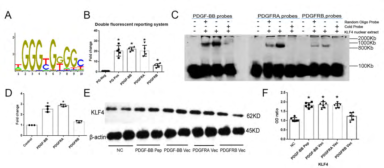 Figure 6: Activation of the KLF4/PDGF-BB/PDGFRA pathway: (A) The transcriptional domain of KLF4. (B) pGL4-KLF4 transfection excites luciferase activity in PDGF-BB and PDGFRA conditions. N=5; *p<0.05 versus PG negative control HEK293T cells. (C) EMSA shows KLF4 directly binds to PDGF-BB or PDGFRA transcriptional domain. N=3. (D) Quantifitation of EMSA blots. *p<0.05 versus control(containing only the specific-binding labeled PDGF-BB/PDGFRA/ PDGFRB probe). (E)PDGF-BB peptide or PDGFRs induces KLF4 expression. Vec, knock-in vector. N=3; *p<0.05 versus NC ECs. NC, non-specific control.