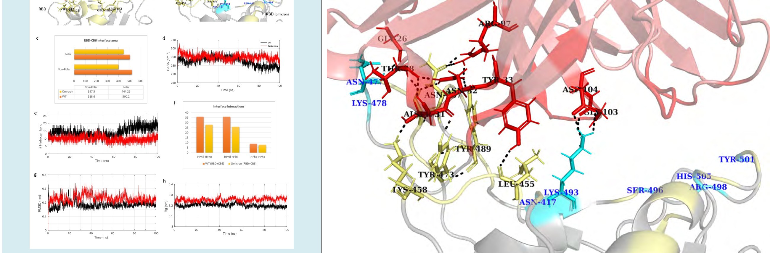 Figure 3: Molecular dynamics simulation results and interface statistics of RBD-CB6. (a) Wild type RBD and CB6 interface interactions. Residues involved in interactions are highlighted. Interface residues forming hydrogen bonds are labeled and shown as sticks. Hydrogen bonds are sown as black dashed lines. (b) Omicron induced mutant RBD and CB6 interface interactions. Mutant interface residues are shown in cyan and labeled in blue color. (c) Polar and non-polar interface area of the complexes. The values are in Angstrom (Å) (d) Solvent accessible surface area (SASA) for the CB6-RBD/WT and CB6-RBD/ omicron complex. (e) Plot for number of hydrogen bonds for the complexes. (f) Interface interaction count (HPhil; Hydrophilic, HPho; Hydrophobic). (g) Root mean square deviation (RMSD) plot for the complexes. (h) Radius of gyration (Rg) plot.