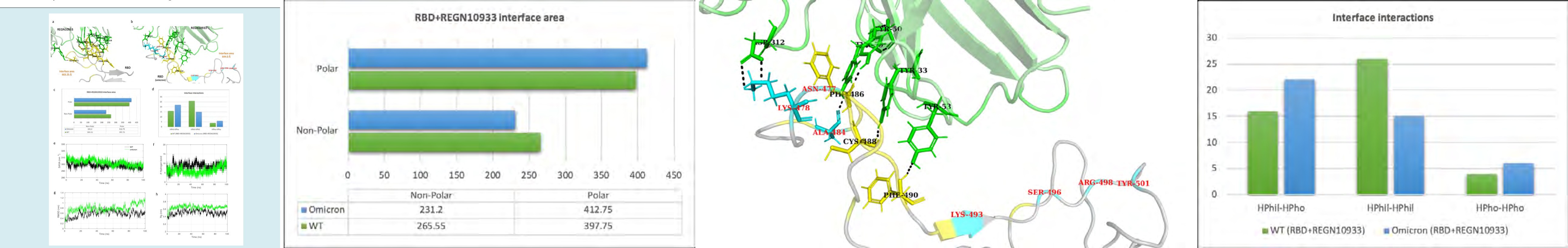 Figure 6: Molecular dynamics simulation results and interface statistics of RBD-REGN10933. (a) Wild type RBD and REGN10933 interface interactions. Residues involved in interactions are highlighted. Interface residues forming hydrogen bonds are labeled and shown as sticks. Hydrogen bonds are sown as black dashed lines. (b) Omicron induced mutant RBD and REGN10933 interface interactions. Mutant interface residues are shown in cyan and labeled in red color. (c) Polar and non-polar interface area of the complexes. The values are in Angstrom (Å) (d) Interface interaction count (HPhil; Hydrophilic, HPho; Hydrophobic). (e) Solvent accessible surface area (SASA) for the REGN10933-RBD/WT and REGN10933-RBD/omicron complex. (f) Plot for number of hydrogen bonds for the complexes. (g) Root mean square deviation (RMSD) plot for the complexes. (h) Radius of gyration (Rg) plot.