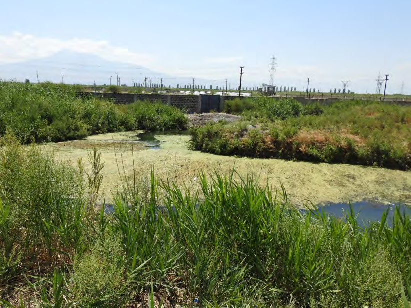 Figure 6: Canal clogged by the waste from Sturgeon farm, which is being disposed through the gates. Vicinity of Hovtashen village, Aug of 2019 (photo by Margarita Sharimanyan).