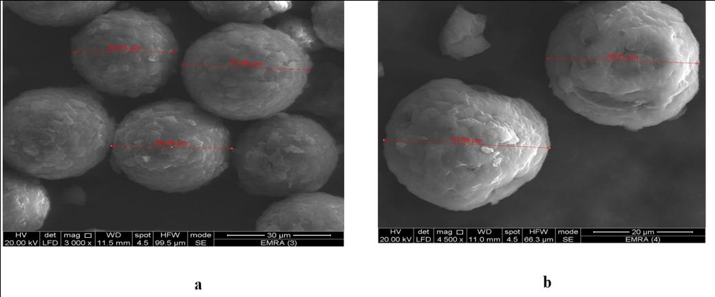Figure 5: SEM photos of blank microspheres (a) and optimized formula (b).