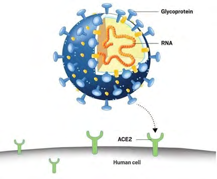 Figure 1: Glycoprotein.