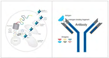 Figure 2: Antigen binding fragment.
