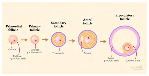 Figure 1: Courtesy ref no-10--Schematic diagram of follicular development.