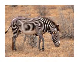 Figure 3: Grevy’s zebra.