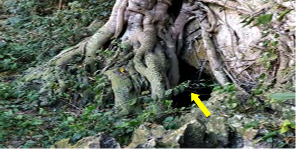Figure 2: ** The yellow arrow indicates the entrance to the Majaes cave.