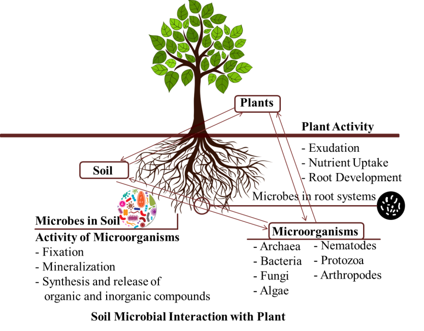 Figure 1: Interactions among plants, microbes, and soil with the microbial activity.