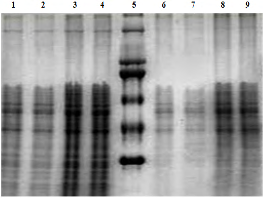 Figure 11: Graph showing the mean of CaCO3 excretion rate in sea bream exposed to EE2 for two weeks.