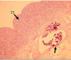 Figure 12