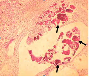 Figure 13