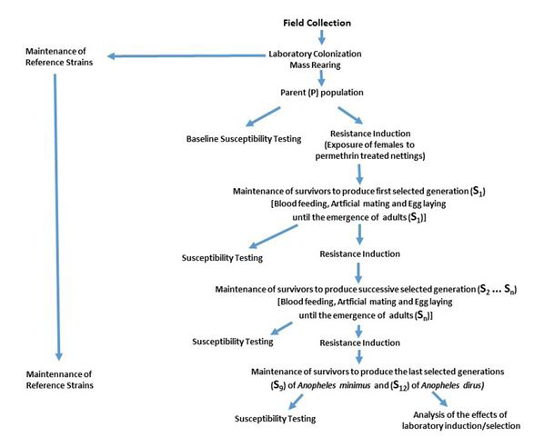 Figure 1: Laboratory induction (selection) procedures flow chart.