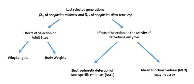 Figure 2: Diagram to determine the effects of laboratory selection on adult sizes and activities of detoxifying enzymes.