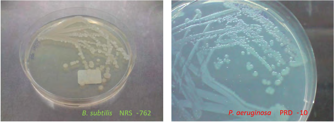 Figure 1: Growth of Bacillus subtilis NRS-762 on various agar at 30 oC. a) LB Lennox for 1 day of incubation, b) MM1 medium for 6 days of incubation, c) MM2 medium for 1 day of incubation, d) MM3 medium for 5 days of incubation, and e) MM4 medium for 1 day of incubation. Note the round, wrinkled colonies that did not exhibit complex swarming motility patterns upon entry into stationary phase.