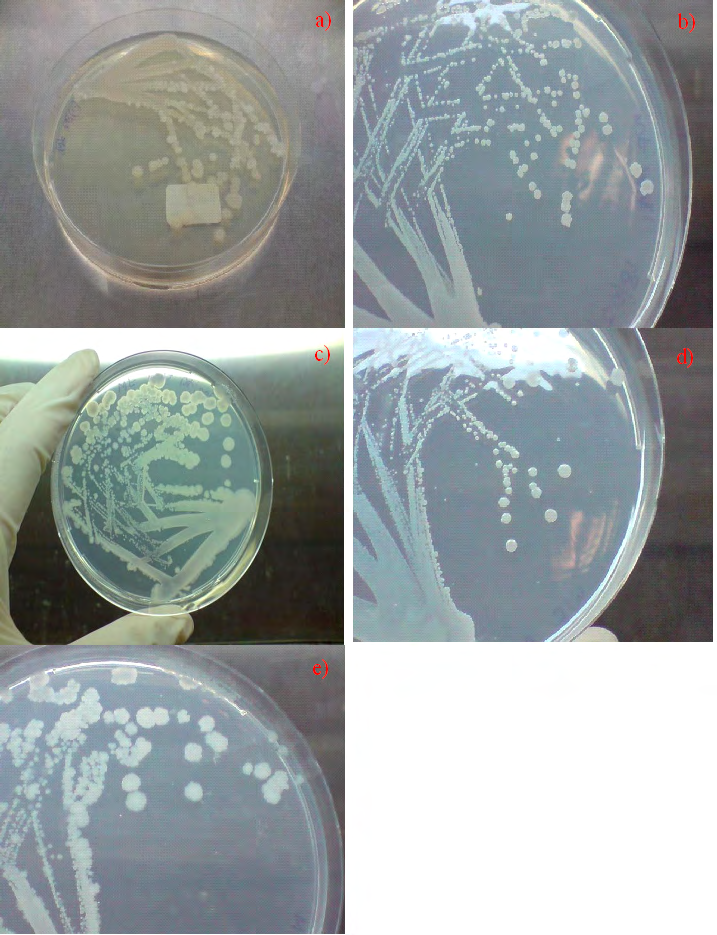 Figure 2: Growth of B. subtilis NRS-762 on LB Lennox agar at 30 oC, a) 12 hours of incubation, b) 24 hours of incubation. Note that the small round colonies at the end of the streak lines in a) expanded outwards into larger, round, wrinkled colonies that did not exhibit swarming motility at the end of 24 hours of incubation.