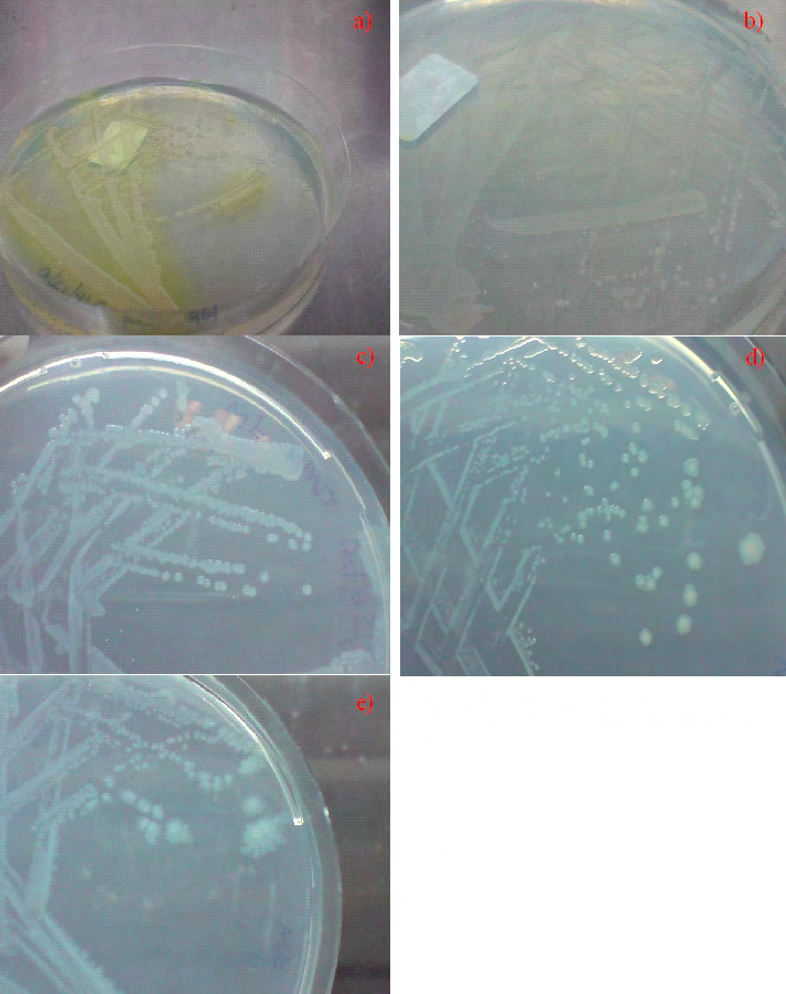 Figure 4: Growth of P. aeruginosa PRD-10 on MM3 minimal salts medium supplemented with yeast extract at 37 oC, a) after 1 day of incubation, b) after 5 days of incubation. Note that colonies expanded in size from the colony centre and did not exhibit swarming motility.