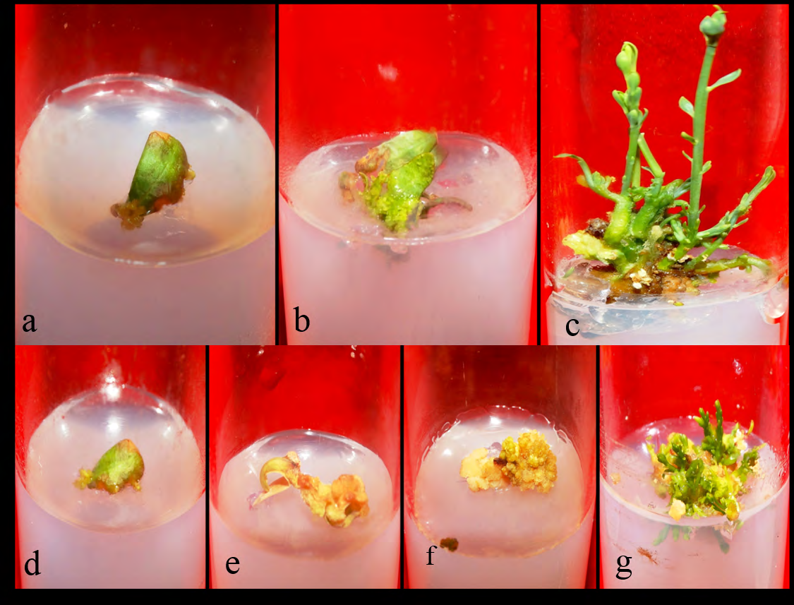 Figure 1: RNA extraction was carried out from the samples collected from the different stages of organogenesis using the method described by Ghawana, et al. [13] with minor modification. The quantity and quality (A260/A280 ratio) of RNA were determined in Nanodrop N.D.1000 (Thermo Scientific, U.S.A.). DNase treatment was given to all the samples using DNase I (Thermo Scientific) to avoid any DNA contamination. Preparation of cDNA from total RNA was carried out using a first-strand cDNA synthesis kit (Takara, Japan) as per the manufacturer’s instructions.