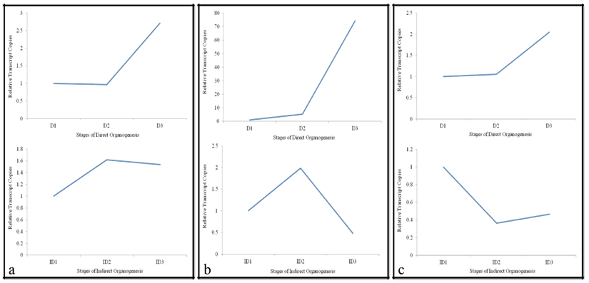 Figure 2: Relative gene expression pattern of ao (a); lea (b); and cyt-P450 (c) within three stages of direct and indirect organogenesis. D1 – inoculated leaf, D2 – proliferated leaf and D3 – shoot formation stage, ID1 – inoculated leaf, ID2 – proliferated leaf and ID3 – callus formation.