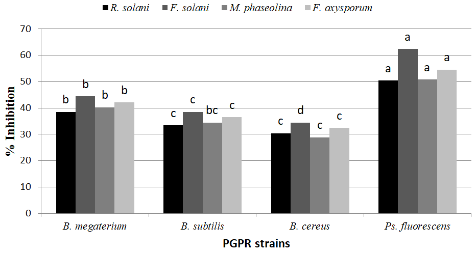 Figure 1: Effect of PGPR on mycelia growth of R. solani, F. solani, M. phaseolina and F. oxysporum in dual culture. Different letters indicate significant differences among treatments according to least significant difference test (LSD) (P=0.05).